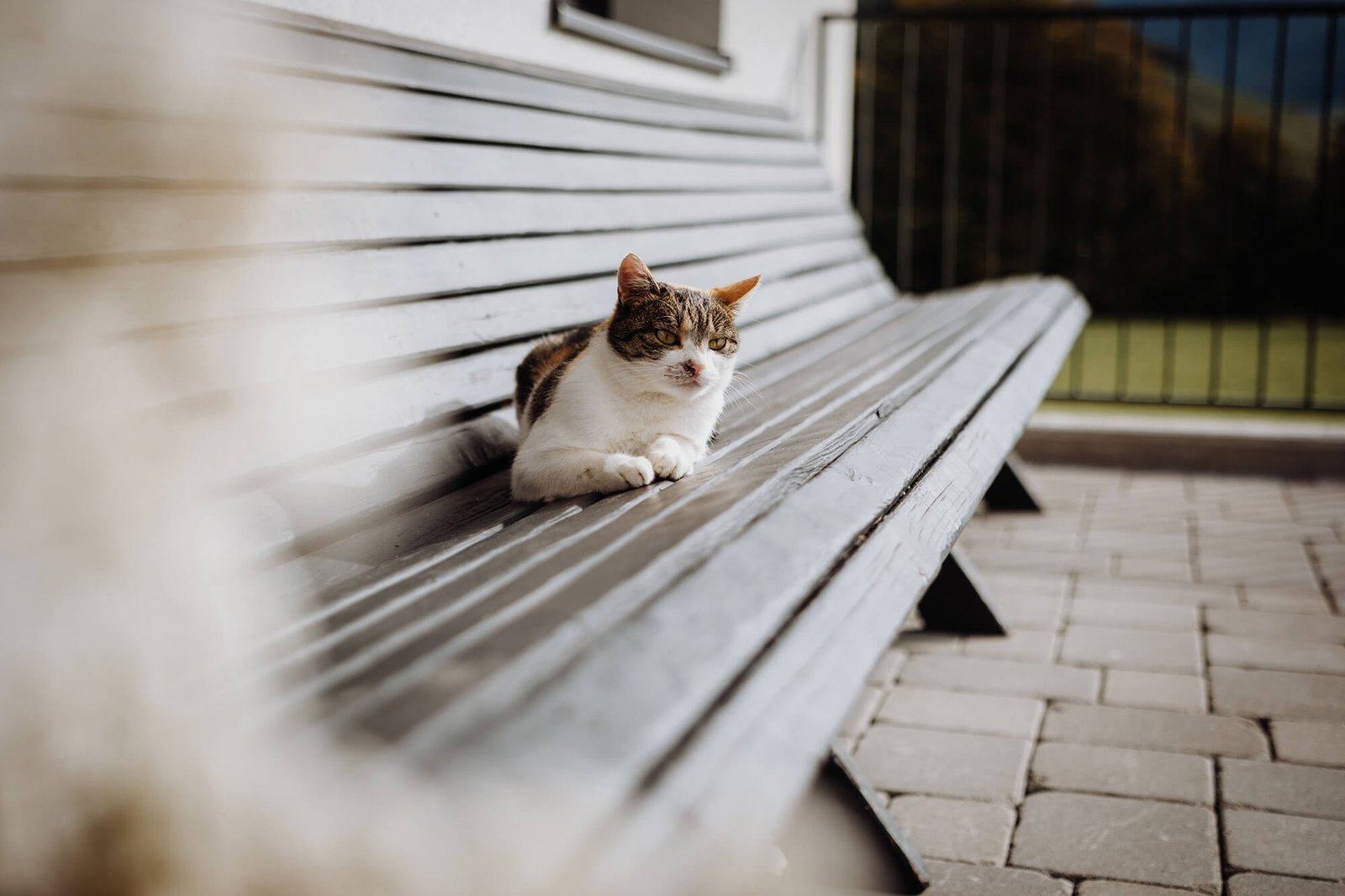 eine katze sonnt sich auf einer bank