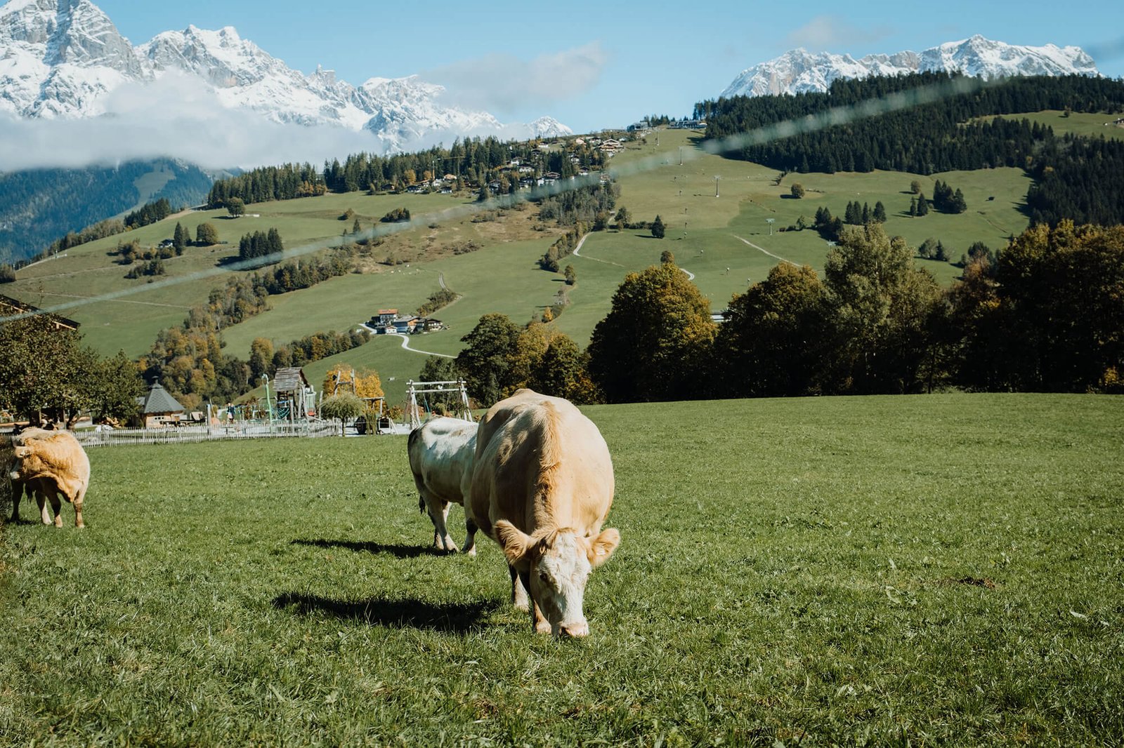 kühe auf der weide am hochkönig