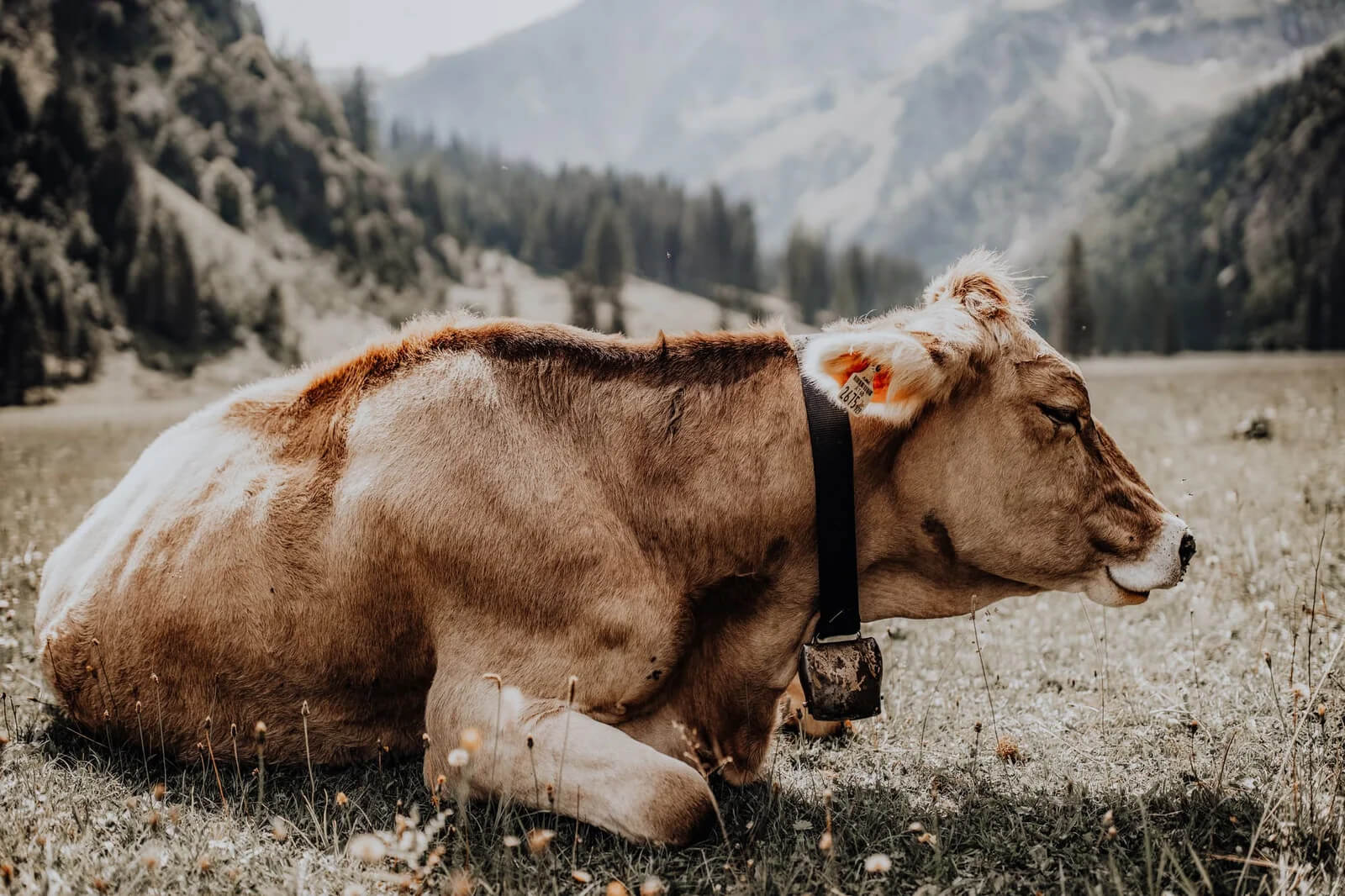 kuh mit glocke in maria alm