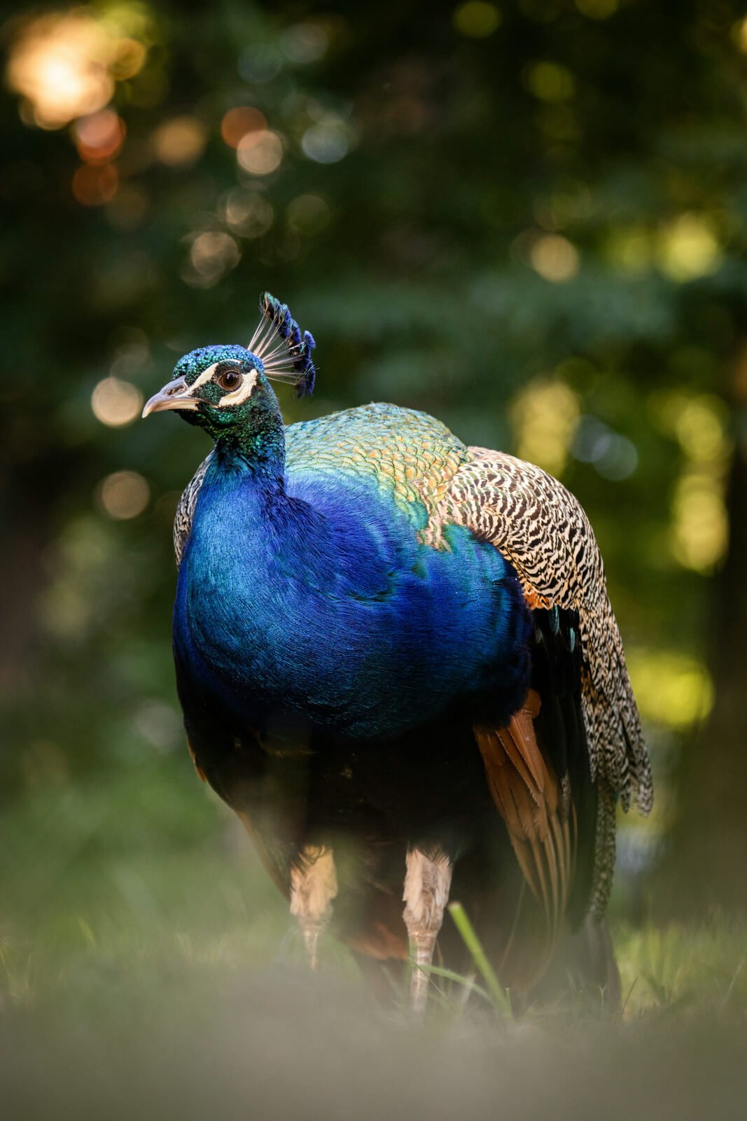 pfau im streichelzoo am ebengut