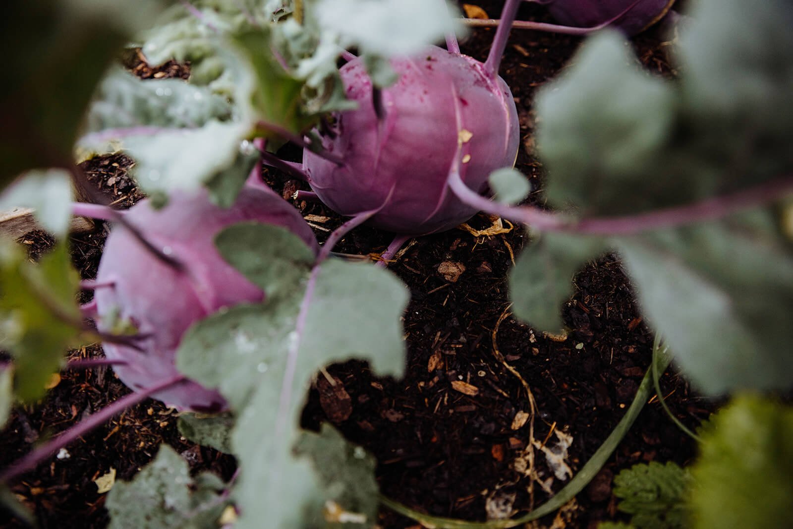 violetter kohlrabi im gemüsebeet am ebengut