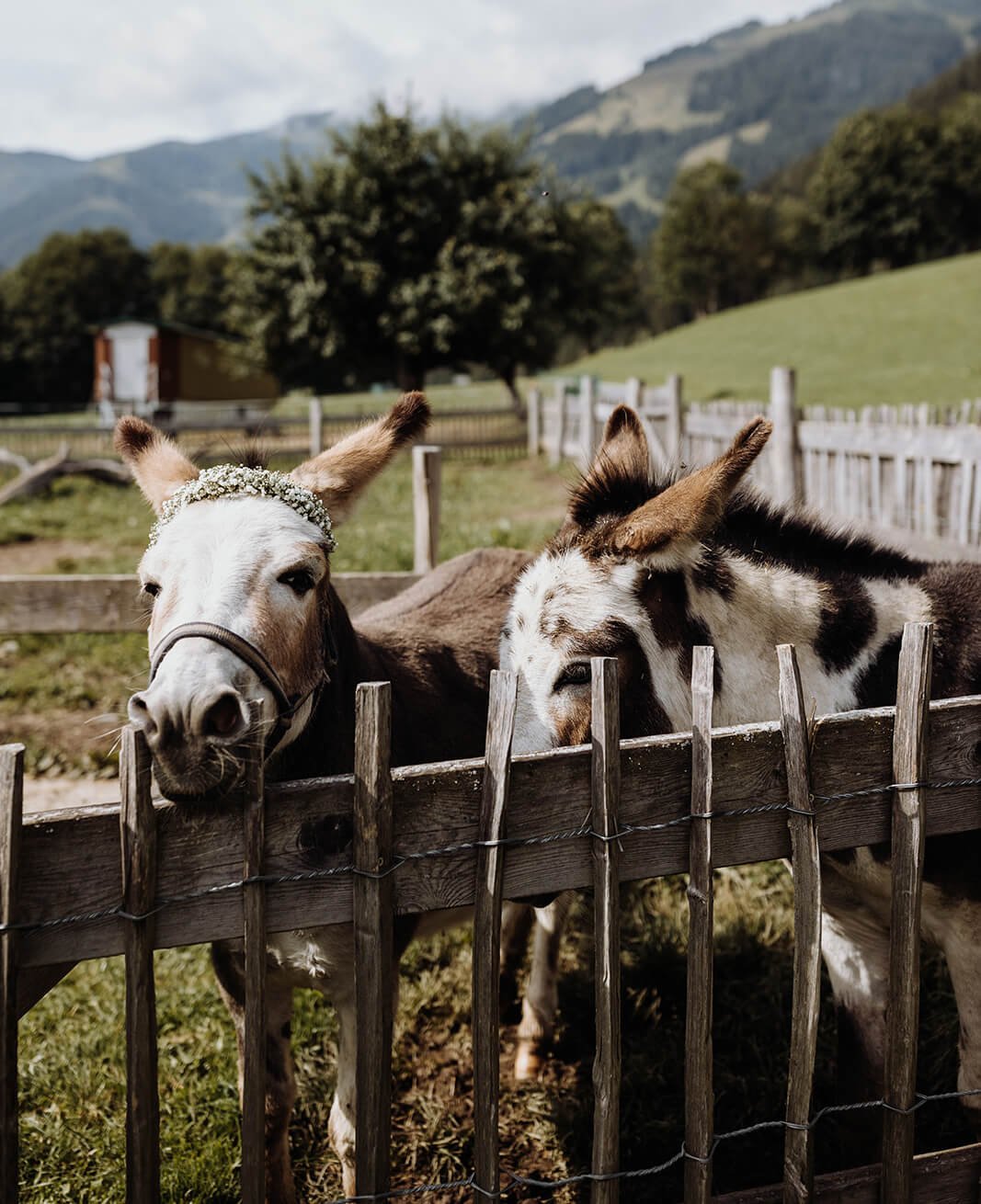 zwei esel im streichelzoo am ebengut in der hochkönig region