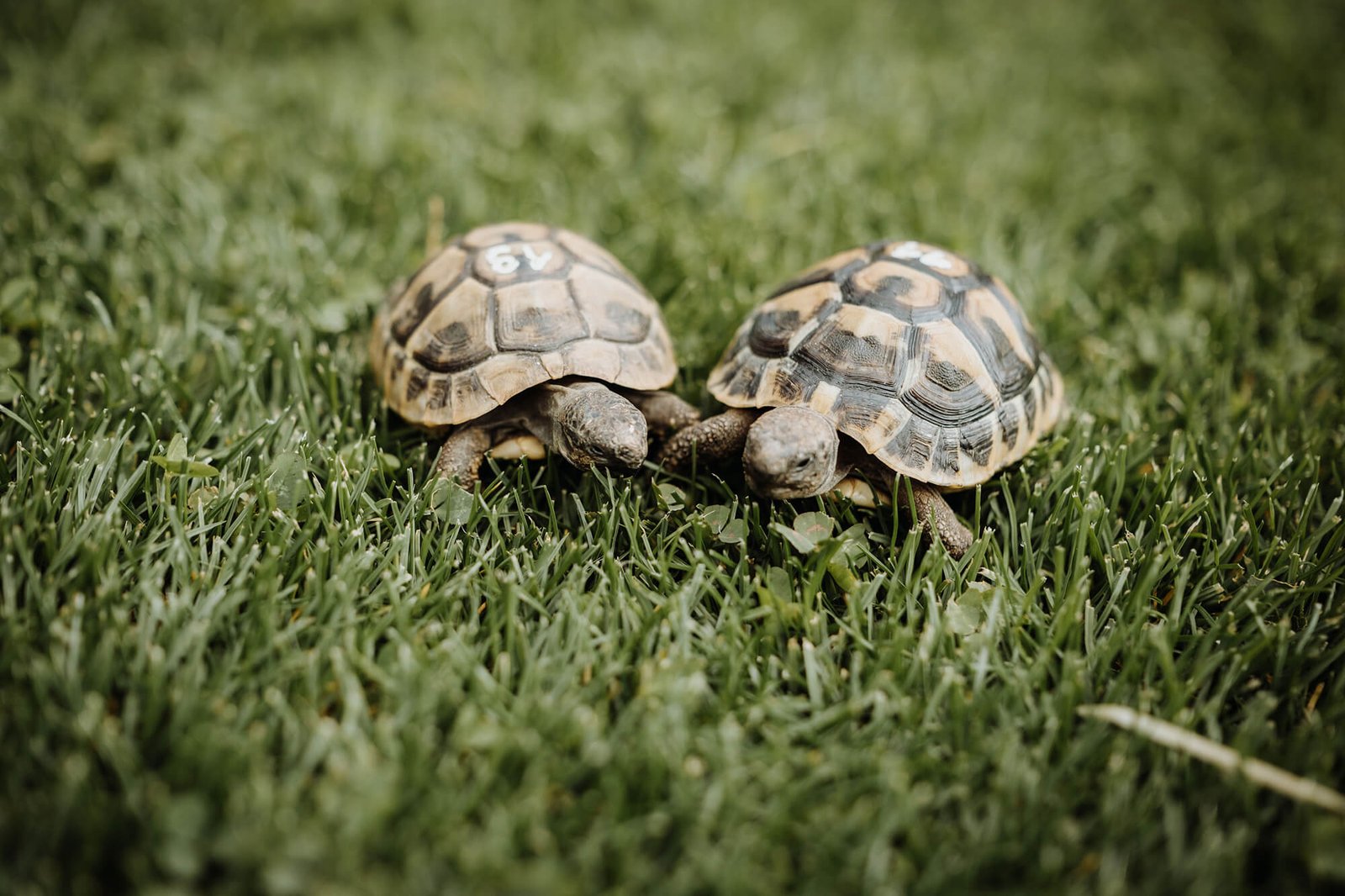 zwei schildkröten im gras